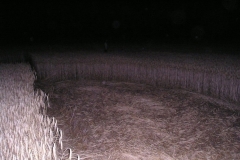 cropdesio2